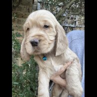 Cocker Spaniel (Show)