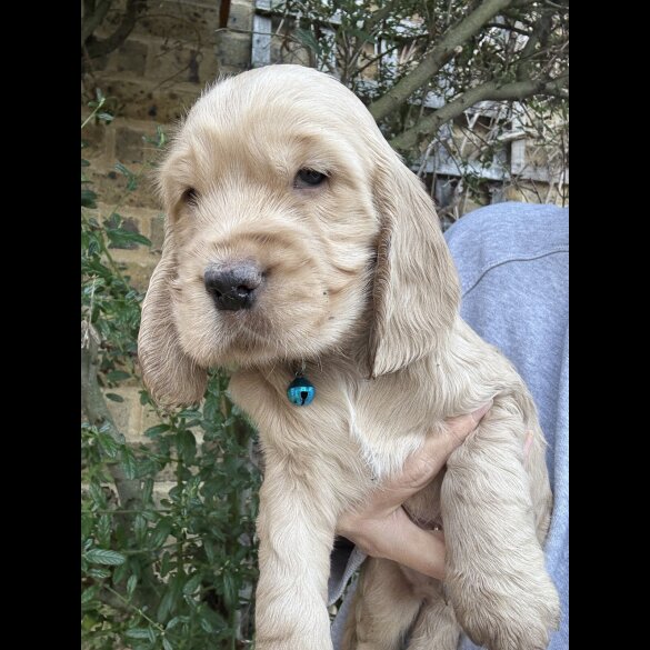 Cocker Spaniel (Show)