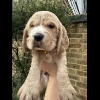 Cocker Spaniel (Show)