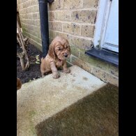Cocker Spaniel (Show)