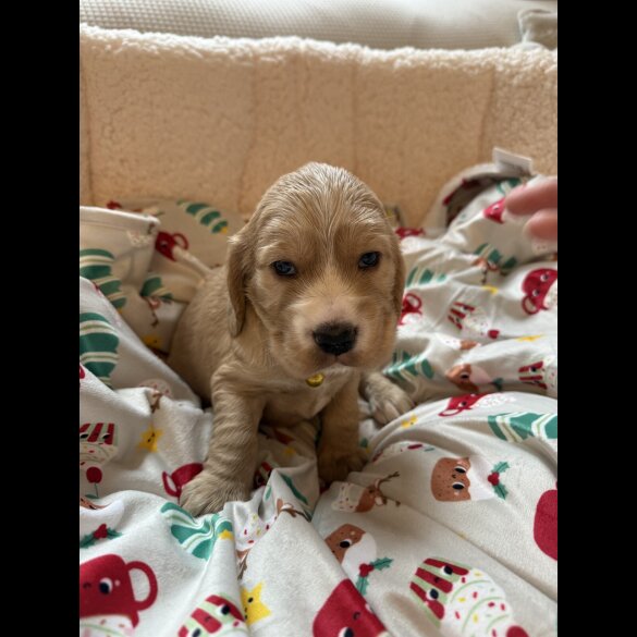 Cocker Spaniel (Show)