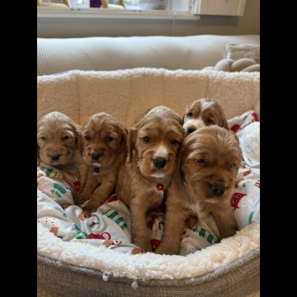 Cocker Spaniel (Show)