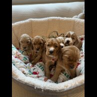 Cocker Spaniel (Show)