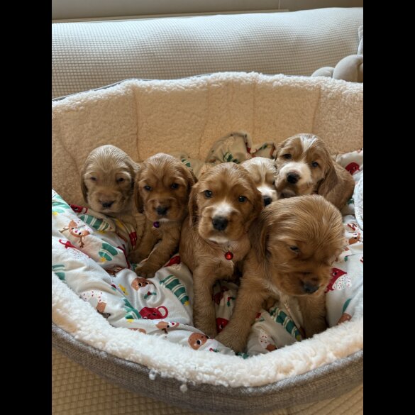 Cocker Spaniel (Show)