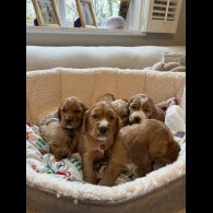 Cocker Spaniel (Show)