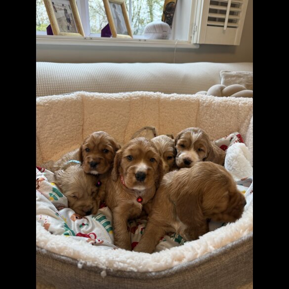 Cocker Spaniel (Show)