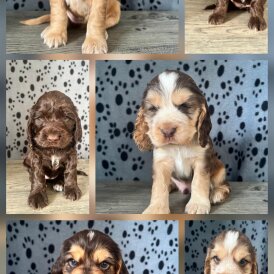 Cocker Spaniel (Show)