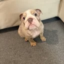 English Bulldog