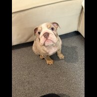 English Bulldog