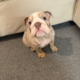 English Bulldog