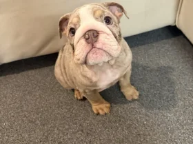 English Bulldog