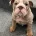 English Bulldog