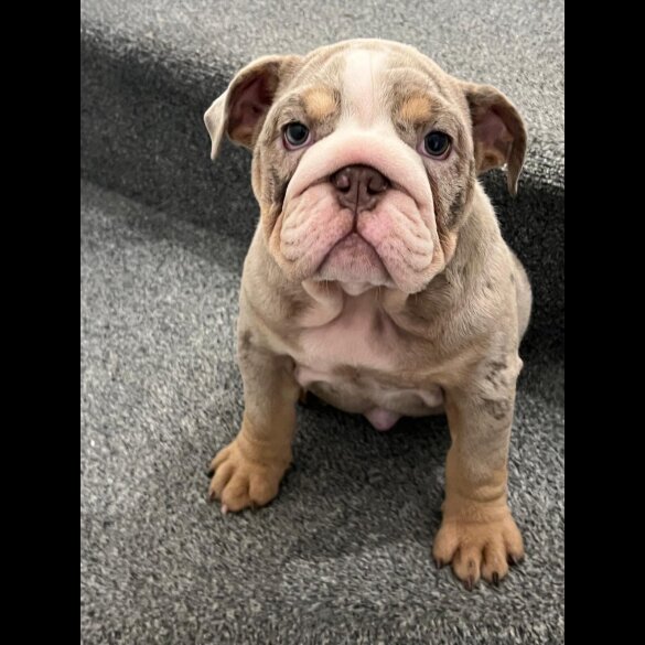 English Bulldog