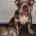 English Bulldog