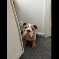 English Bulldog