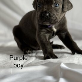Cane Corso