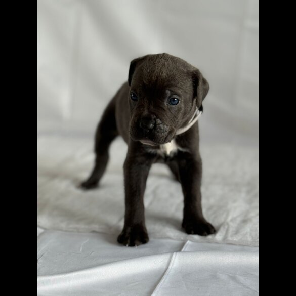 Cane Corso