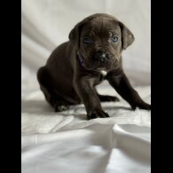Cane Corso