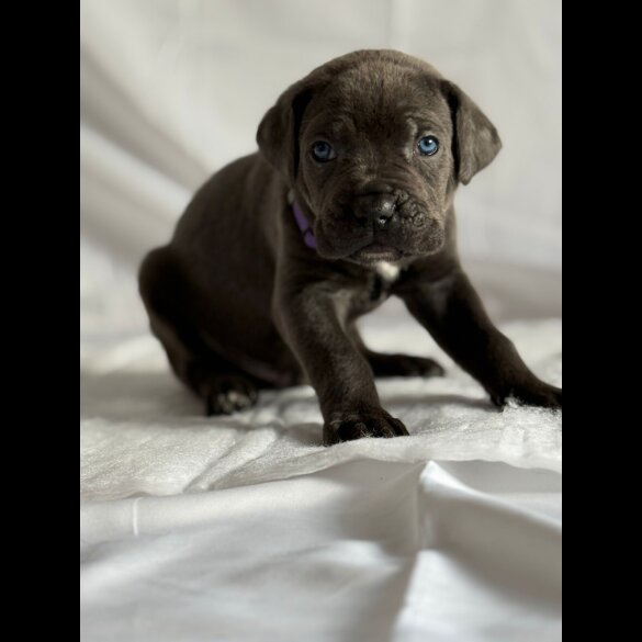 Cane Corso