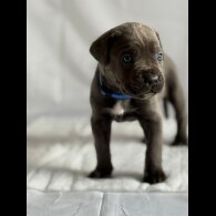 Cane Corso