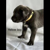 Cane Corso