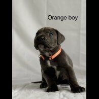 Cane Corso