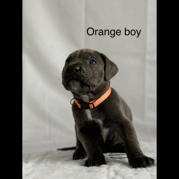 Cane Corso
