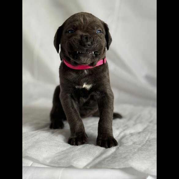 Cane Corso