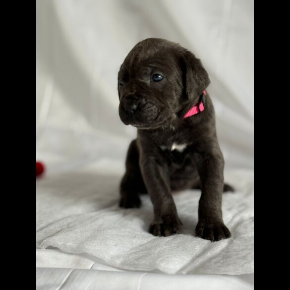 Cane Corso