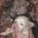 Maltese