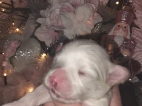Maltese