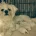 Maltese