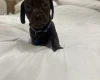 Dachshund (Miniature Smooth Haired)