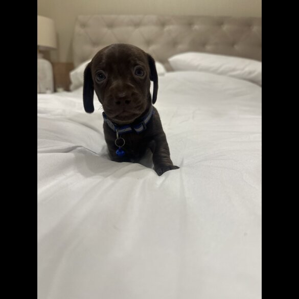 Dachshund (Miniature Smooth Haired)