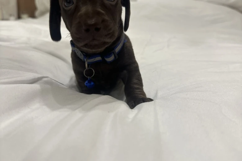 Dachshund (Miniature Smooth Haired)