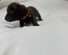 Dachshund (Miniature Smooth Haired)