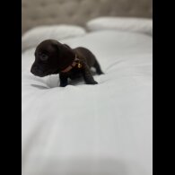 Dachshund (Miniature Smooth Haired)
