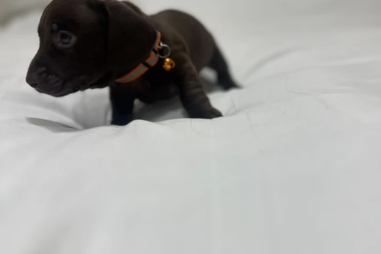 Dachshund (Miniature Smooth Haired)
