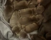 Dachshund (Miniature Smooth Haired)
