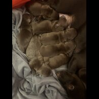 Dachshund (Miniature Smooth Haired)