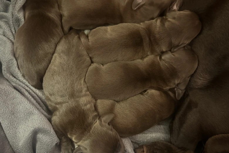 Dachshund (Miniature Smooth Haired)