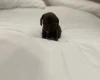 Dachshund (Miniature Smooth Haired)