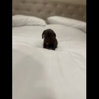 Dachshund (Miniature Smooth Haired)