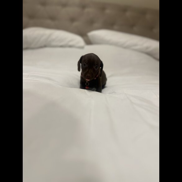 Dachshund (Miniature Smooth Haired)