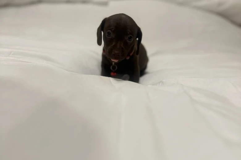 Dachshund (Miniature Smooth Haired)