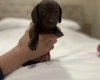Dachshund (Miniature Smooth Haired)