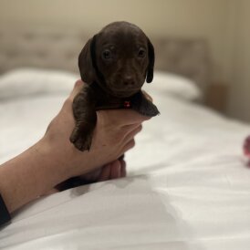 Dachshund (Miniature Smooth Haired)