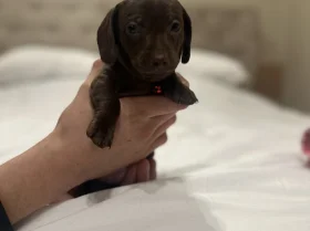 Dachshund (Miniature Smooth Haired)