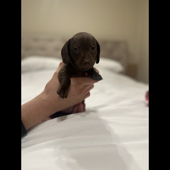 Dachshund (Miniature Smooth Haired)