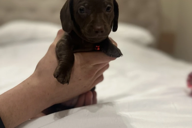 Dachshund (Miniature Smooth Haired)